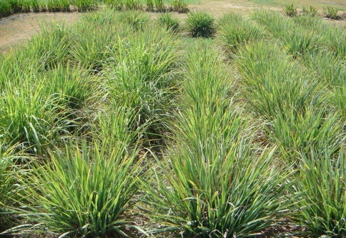 Cách Trồng Sả Kinh Doanh Hiệu Quả và Bền Vững Cách Trồng Sả Kinh Doanh Hiệu Quả và Bền Vững