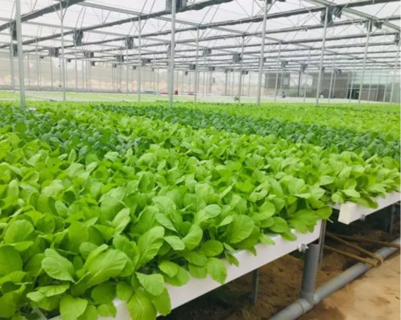 Mô tả hình ảnh cánh đồng rau xanh mướt đang được chăm sóc cẩn thận để kinh doanh