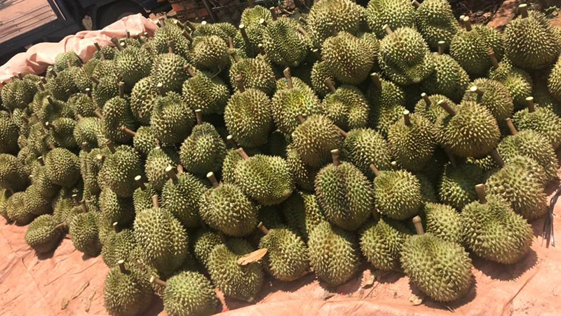 Cách Kinh Doanh Sầu Riêng Hiệu Quả Từ Nguồn Hàng Đến Bán Lẻ