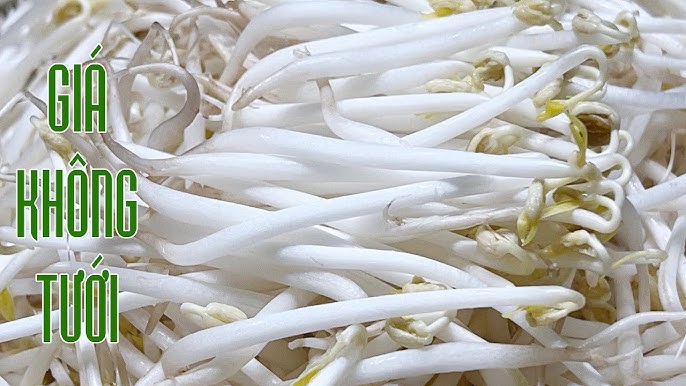 Cách Làm Giá Đỗ Kinh Doanh Hiệu Quả Nhất Ngay Tại Nhà