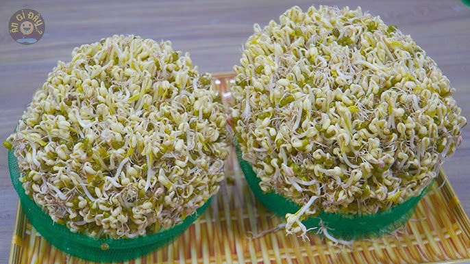 Cách Làm Giá Đỗ Kinh Doanh Hiệu Quả Nhất Ngay Tại Nhà Cách Làm Giá Đỗ Kinh Doanh Hiệu Quả Nhất Ngay Tại Nhà