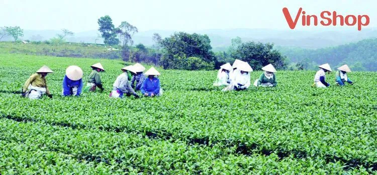 Hoạt động sản xuất nông nghiệp được miễn trừ đăng ký kinh doanh tại nhà