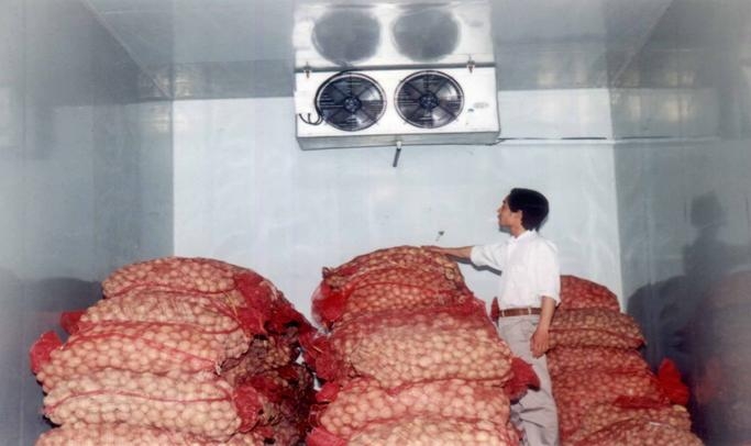 Cách Bảo Quản Tỏi Lý Sơn Tươi Lâu Và Giữ Trọn Dưỡng Chất