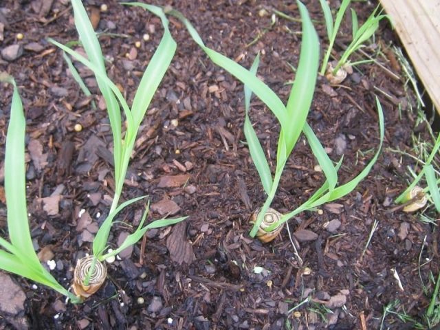 Cách Trồng Sả Kinh Doanh Hiệu Quả và Bền Vững Cách Trồng Sả Kinh Doanh Hiệu Quả và Bền Vững