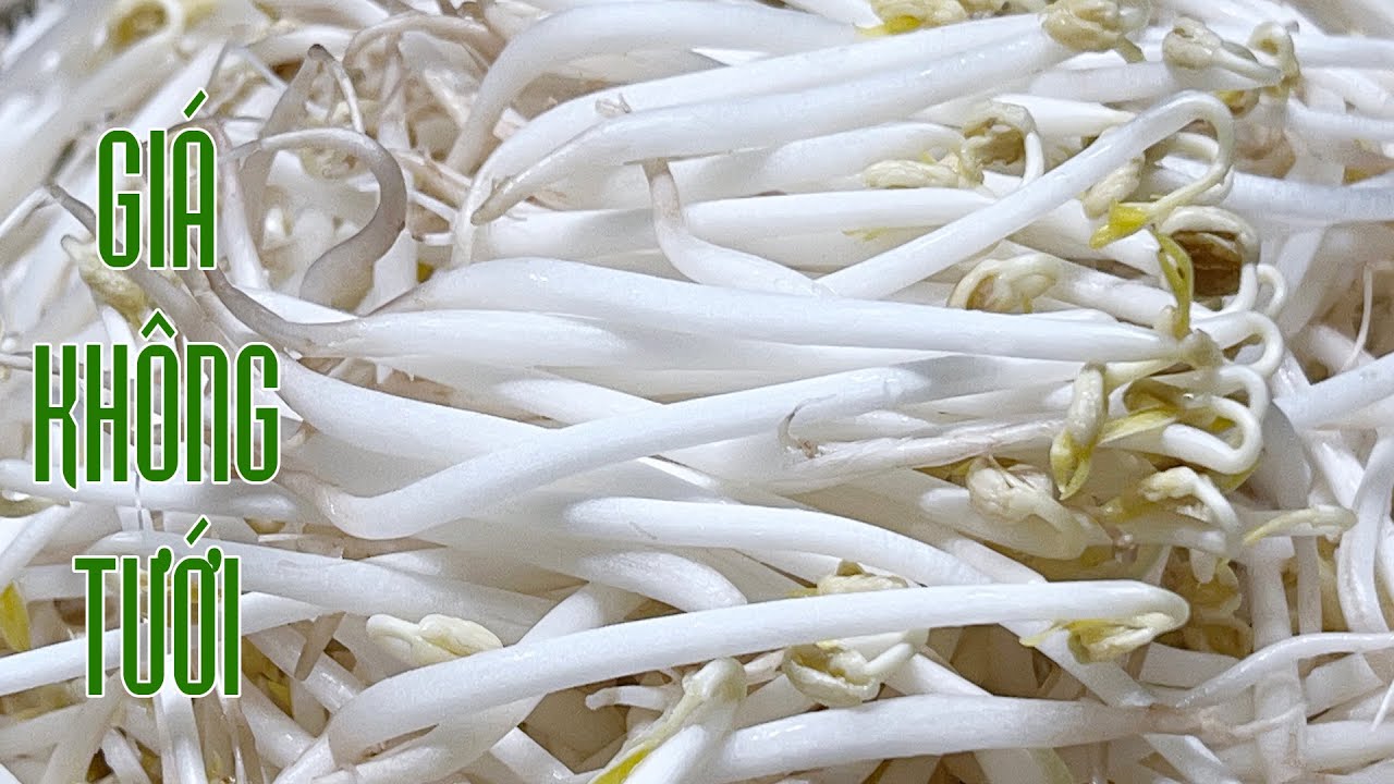 Cách Làm Giá Đỗ Kinh Doanh Hiệu Quả Nhất Ngay Tại Nhà Cách Làm Giá Đỗ Kinh Doanh Hiệu Quả Nhất Ngay Tại Nhà