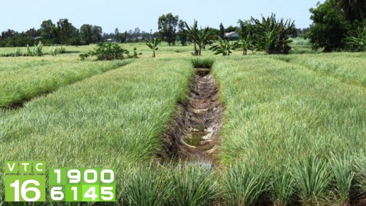 Cách Trồng Sả Kinh Doanh Hiệu Quả và Bền Vững Cách Trồng Sả Kinh Doanh Hiệu Quả và Bền Vững