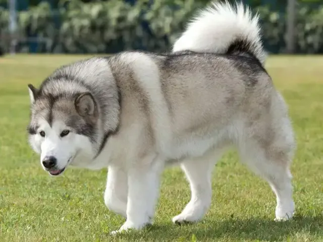 Ảnh hưởng của giấy tờ, màu sắc, tuổi tác đến mức giá chó Alaska tại Việt Nam